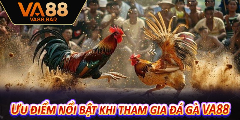 Ưu điểm nổi bật khi tham gia đá gà VA88