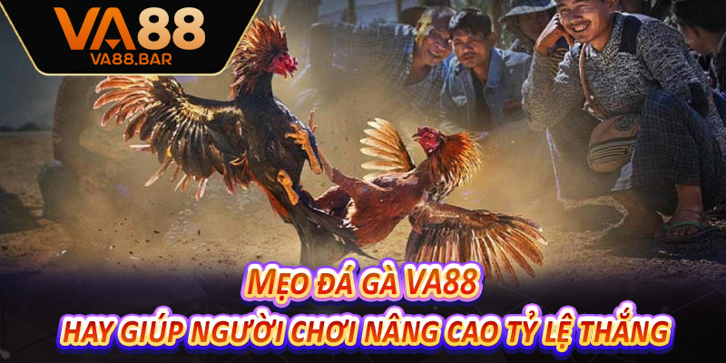 Mẹo đá gà VA88 hay giúp người chơi nâng cao tỷ lệ thắng